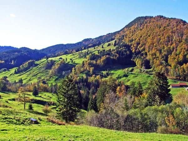 Lasy Mieszane Drzewa Pasmie Górskim Churfirsten Regionie Toggenburg Starkenbach Kanton — Zdjęcie stockowe