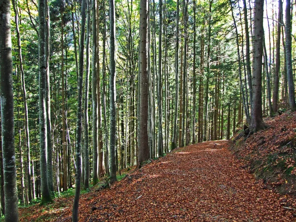 Smíšené Lesy Stromy Pohoří Churfirsten Regionu Toggenburg Starkenbach Kanton Gallen — Stock fotografie