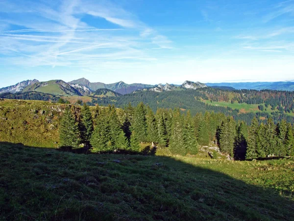 Immergrüne Oder Nadelwälder Auf Den Churfirsten Und Toggenburg Starkenbach Kanton — Stockfoto