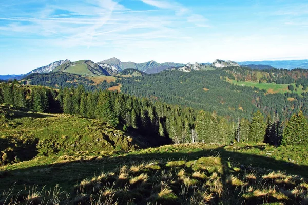 Evergreen Coniferous Forests Churfirsten Mountain Range Toggenburg Region Starkenbach Canton — Stockfoto