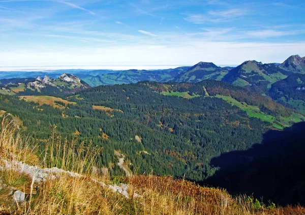 Evergreen Nebo Jehličnaté Lesy Pohoří Churfirsten Regionu Toggenburg Starkenbach Kanton — Stock fotografie