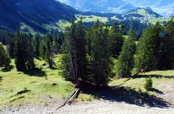 瑞士Starkenbach Canton Gallen的Churfirsten山脉和Togenburg地区的常绿或针叶林 — 图库照片
