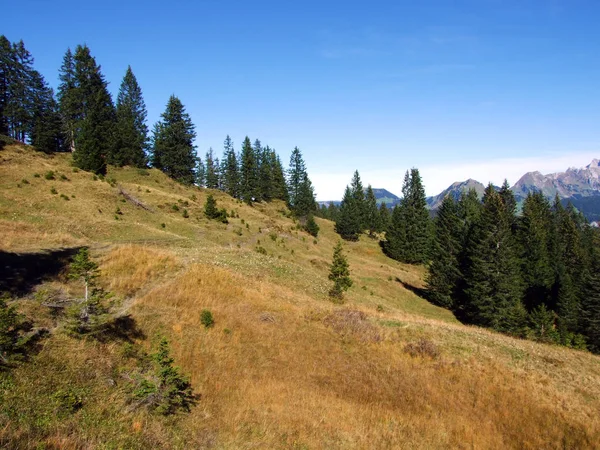 Evergreen Coniferous Forests Churfirsten Mountain Range Toggenburg Region Starkenbach Canton — Stock Photo, Image