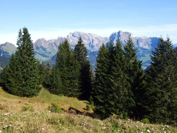 Evergreen Naaldbossen Churfirsten Bergketen Regio Toggenburg Starkenbach Kanton Gallen Zwitserland — Stockfoto