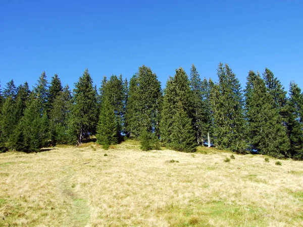 Forêts Persistantes Conifères Sur Chaîne Montagnes Churfirsten Dans Région Toggenburg — Photo