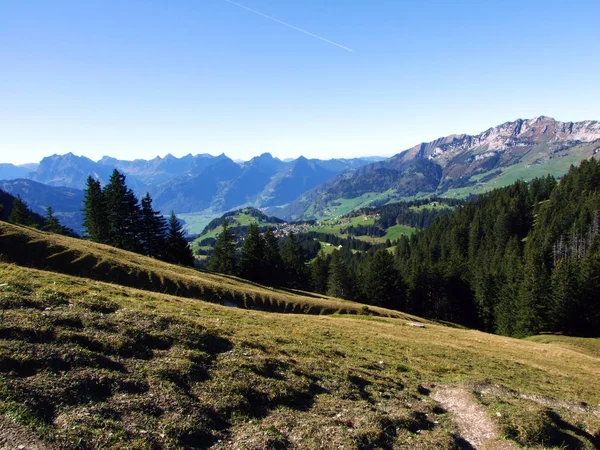 Evergreen Nebo Jehličnaté Lesy Pohoří Churfirsten Regionu Toggenburg Starkenbach Kanton — Stock fotografie