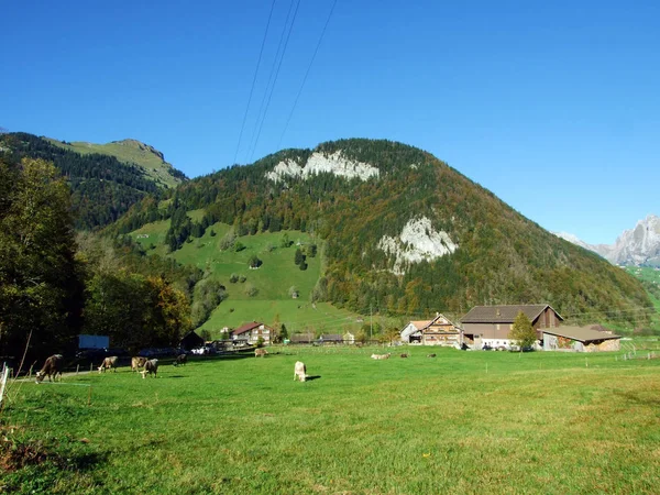 Αγελάδες Στα Λιβάδια Της Οροσειράς Churfirsten Και Στην Περιοχή Toggenburg — Φωτογραφία Αρχείου