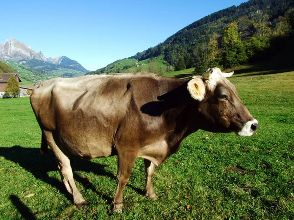 Vacas Nas Pastagens Cordilheira Churfirsten Região Toggenburg Starkenbach Cantão Gallen — Fotografia de Stock