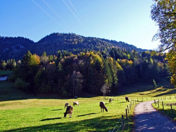 Starkenbach Canton Gallen Churfirsten山脉和托根堡地区草原上的奶牛 — 图库照片