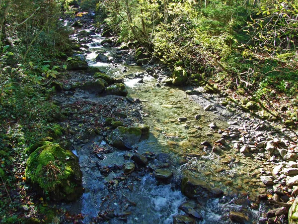 Mountain Forest Creek Leistbach Thur River Valley Toggenburg Region Starkenbach — 스톡 사진