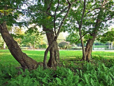 Wiener Stadtpark, Wien (İngiliz tarzı, 19. yüzyıl halk parkı, nehir, süslü köprüler ve yaldızlı Johann Strauss heykeli) - Viyana, Avusturya