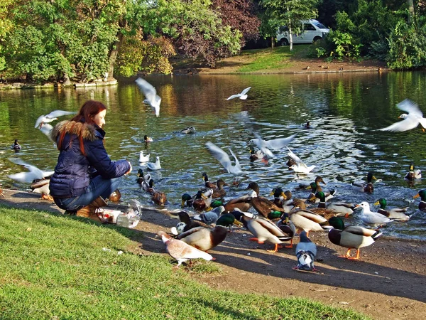 Wiener Stadtpark Swan Lake Wiedeń Austria — Zdjęcie stockowe