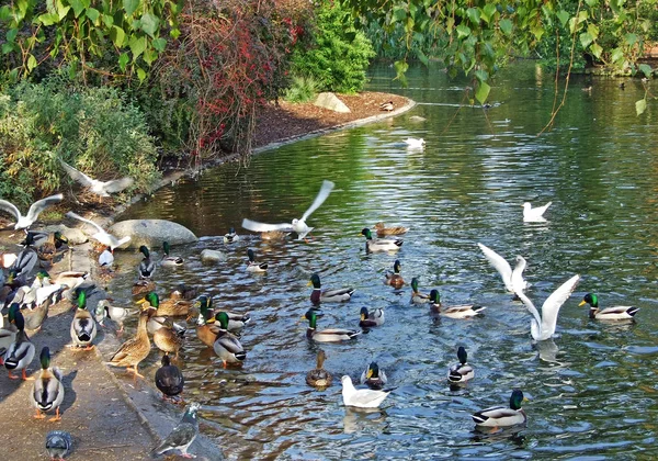 Wiener Stadtpark Swan Lake Wien Wien Österrike — Stockfoto