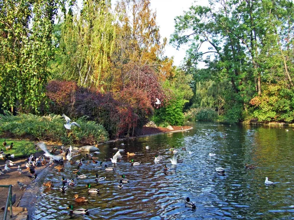 Wiener Stadtpark Swan Lake Wien Viena Áustria — Fotografia de Stock