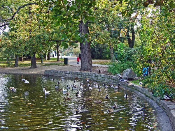 Wiener Stadtpark Zwanenmeer Wenen Wenen Oostenrijk — Stockfoto