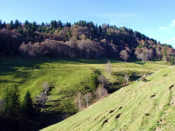 アルプスの山塊の斜面やライン川渓谷 ラインタル のアルプスの牧草地や草原 カントン セント ガレン スイス — ストック写真