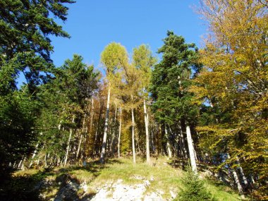 Alpstein Dağları 'ndaki karışık orman ve ağaçlar ve Ren Nehri Vadisi' ndeki (Rheintal) - St. Gallen Kantonu (Sg), İsviçre