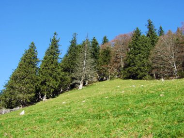 Alpstein Dağları 'ndaki karışık orman ve ağaçlar ve Ren Nehri Vadisi' ndeki (Rheintal) - St. Gallen Kantonu (Sg), İsviçre