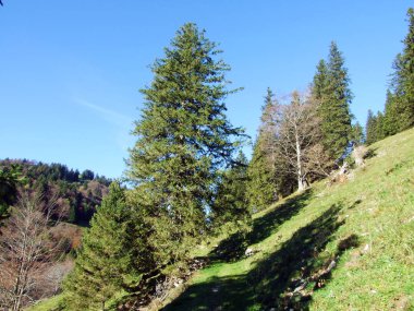 Alpstein Dağları 'ndaki karışık orman ve ağaçlar ve Ren Nehri Vadisi' ndeki (Rheintal) - St. Gallen Kantonu (Sg), İsviçre