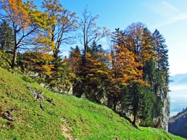 Alpstein Dağları 'ndaki karışık orman ve ağaçlar ve Ren Nehri Vadisi' ndeki (Rheintal) - St. Gallen Kantonu (Sg), İsviçre
