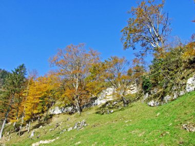 Alpstein Dağları 'ndaki karışık orman ve ağaçlar ve Ren Nehri Vadisi' ndeki (Rheintal) - St. Gallen Kantonu (Sg), İsviçre