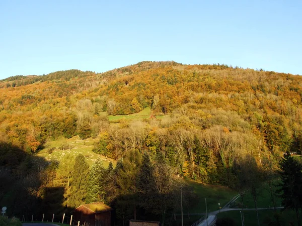 Bosques Árboles Mixtos Cordillera Alpstein Valle Del Río Rin Rheintal —  Fotos de Stock