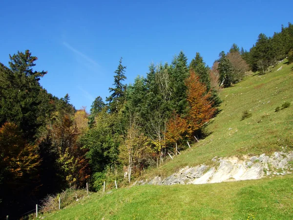Alpstein山脉和瑞士圣加仑州莱茵河流域 莱茵塔尔 的混合森林和树木 — 图库照片
