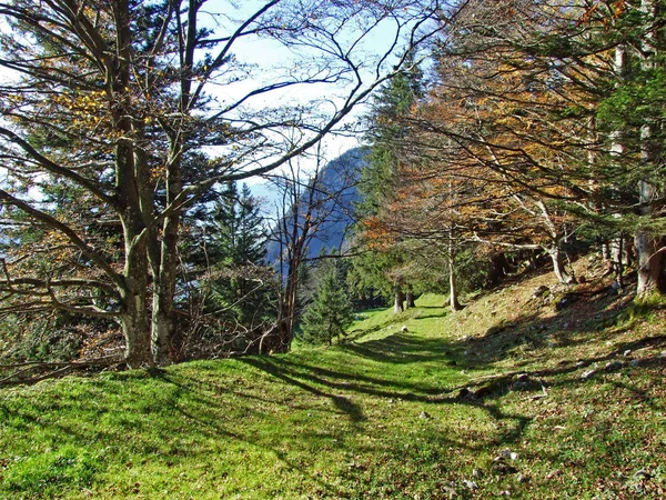 Mixed Forests Trees Alpstein Mountain Range Rhine River Valley Rheintal — Stock Photo, Image