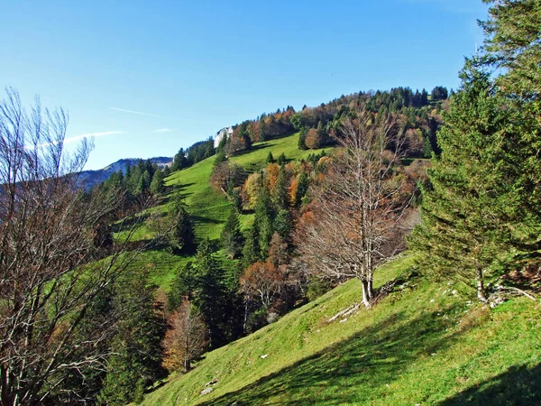 Smíšené Lesy Stromy Pohoří Alpstein Údolí Řeky Rýn Rheintal Kanton — Stock fotografie