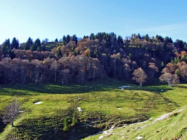 Змішані Ліси Дерева Гірському Хребті Альпштейн Долині Річки Рейн Rheintal — стокове фото