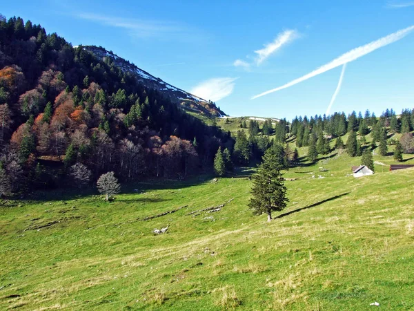 Bosques Árboles Mixtos Cordillera Alpstein Valle Del Río Rin Rheintal — Foto de Stock