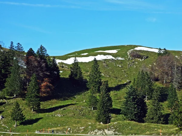 Gemengde Bossen Bomen Bergketen Alpstein Het Rijndal Rheintal Kanton Gallen — Stockfoto