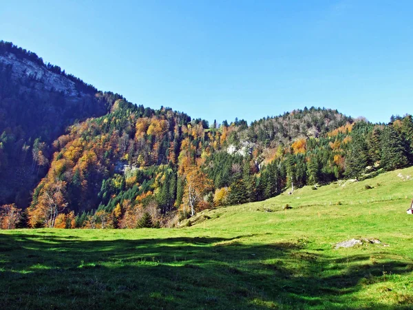 アルプシュタイン山脈とライン川渓谷 ラインタル の混合林と木々 カントン セント ガレン スイス — ストック写真