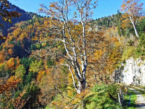 Vegyes Erdők Fák Alpstein Hegységben Rajna Völgyében Rheintal Szent Gallen — Stock Fotó