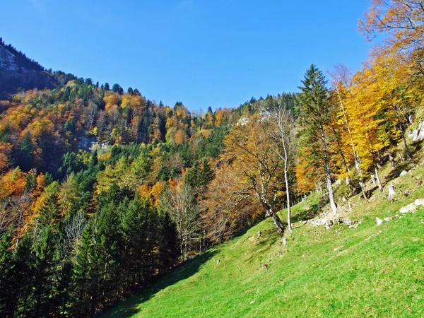 Lasy Mieszane Drzewa Pasmie Górskim Alpstein Dolinie Renu Rheintal Kanton — Zdjęcie stockowe