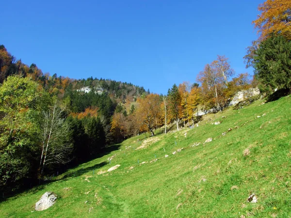 Foreste Alberi Misti Sulla Catena Montuosa Alpstein Nella Valle Del — Foto Stock