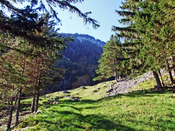 Bosques Árboles Mixtos Cordillera Alpstein Valle Del Río Rin Rheintal —  Fotos de Stock