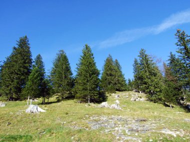 Alpstein Dağları 'nda ve Ren Nehri Vadisi' nde (Rheintal) bulunan Evergreen veya kozalaklı ormanlar (Sg) - İsviçre 'nin St. Gallen Kantonu, İsviçre