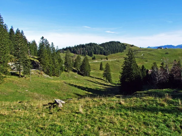 Immergrüne Nadelwälder Auf Dem Alpstein Und Rheintal Kanton Gallen Schweiz — Stockfoto