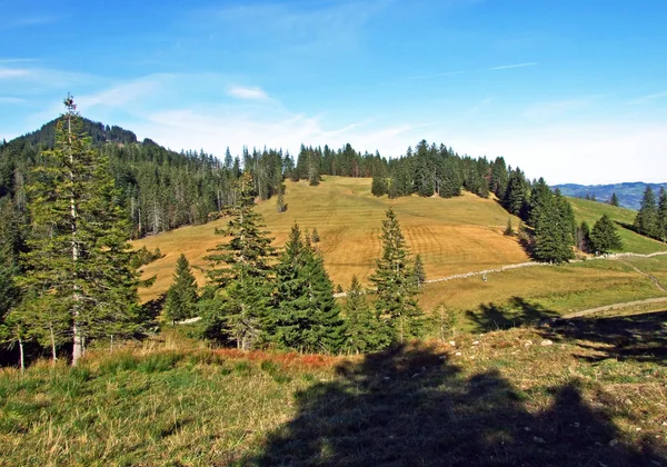 Evergreen Coniferous Forests Alpstein Mountain Range Rhine River Valley Rheintal — Stock Photo, Image