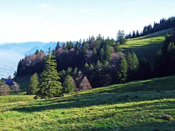 Lasy Evergreen Lub Iglaste Pasmie Górskim Alpstein Dolinie Renu Rheintal — Zdjęcie stockowe