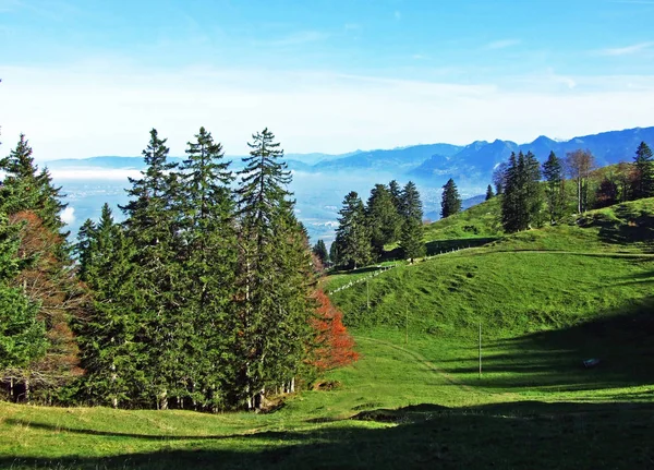 Forêts Persistantes Conifères Sur Chaîne Montagnes Alpstein Dans Vallée Rhin — Photo