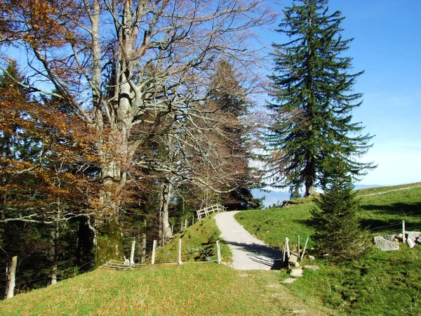 Forêts Persistantes Conifères Sur Chaîne Montagnes Alpstein Dans Vallée Rhin — Photo