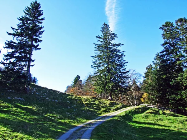 Evergreen Coniferous Forests Alpstein Mountain Range Rhine River Valley Rheintal — Stock Photo, Image