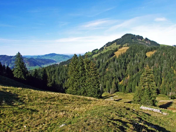 Evergreen Nebo Jehličnaté Lesy Pohoří Alpstein Údolí Řeky Rýn Rheintal — Stock fotografie