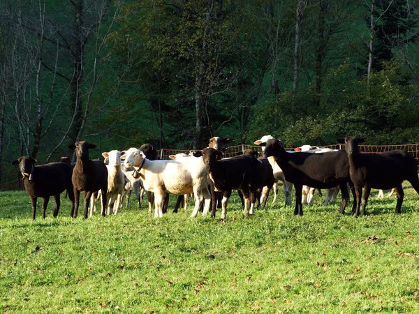 Owce Pastwiskach Dolinie Renu Rheintal Pod Zboczami Masywu Alpsteina Oberriet — Zdjęcie stockowe