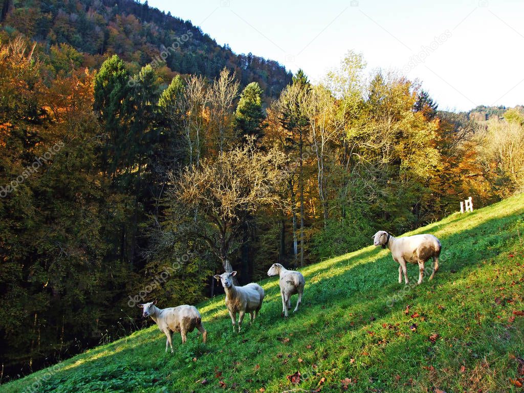 Sheeps on the pastures in the river Rhine valley (Rheintal) and under the slopes of the Alpstein massif, Oberriet SG - Canton of St. Gallen, Switzerland
