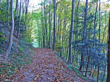 Alpstein dağlarının yamaçlarında yürüyüş ve yürüyüş yolları ve Ren nehri vadisi (Rheintal), Oberriet Sg - İsviçre, St. Gallen Kantonu