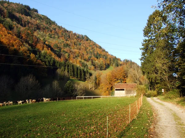 Trilhas Para Caminhadas Caminhadas Nas Encostas Maciço Montanhoso Alpstein Vale — Fotografia de Stock