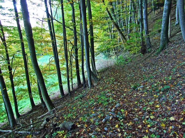 Hiking Walking Trails Slopes Alpstein Mountain Massif Rhine River Valley — Stock Photo, Image